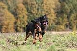 BEAUCERON 354